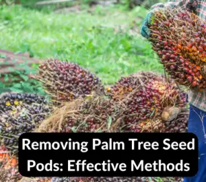 remove seed pods from palm trees