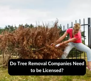 Do Tree Removal Companies Need to be Licensed