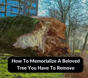 How To Memorialize A Beloved Tree You Have To Remove