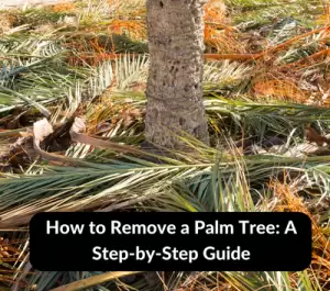 How to Remove a Palm Tree