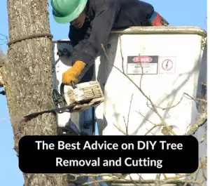The Best Advice on DIY Tree Removal and Cutting
