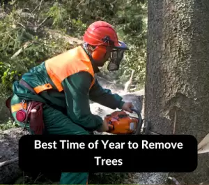 What is the Best Time of Year to Remove Trees