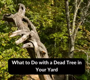 What to Do with a Dead Tree in Your Yard
