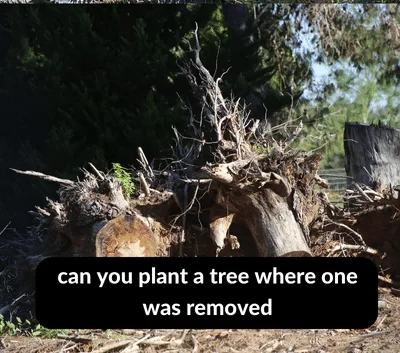can you plant a tree where one was removed