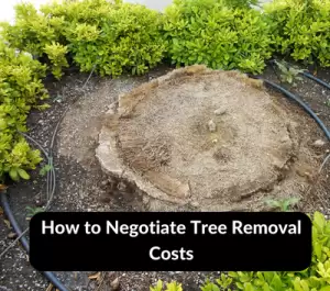 how to remove palm tree stump