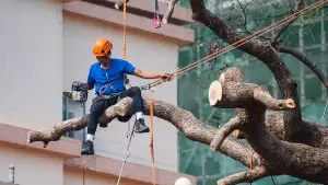 How To Find a Good Tree Removal Service