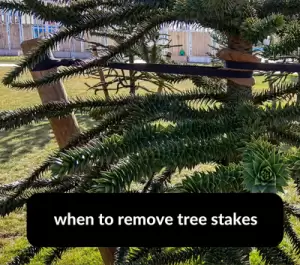 when to remove tree stakes