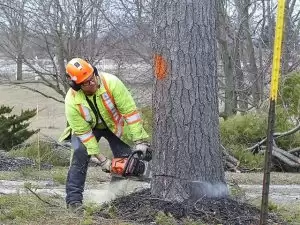 Trim a Birch Tree