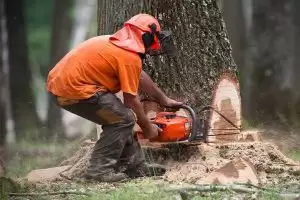 How Does a Stump Grinder Work