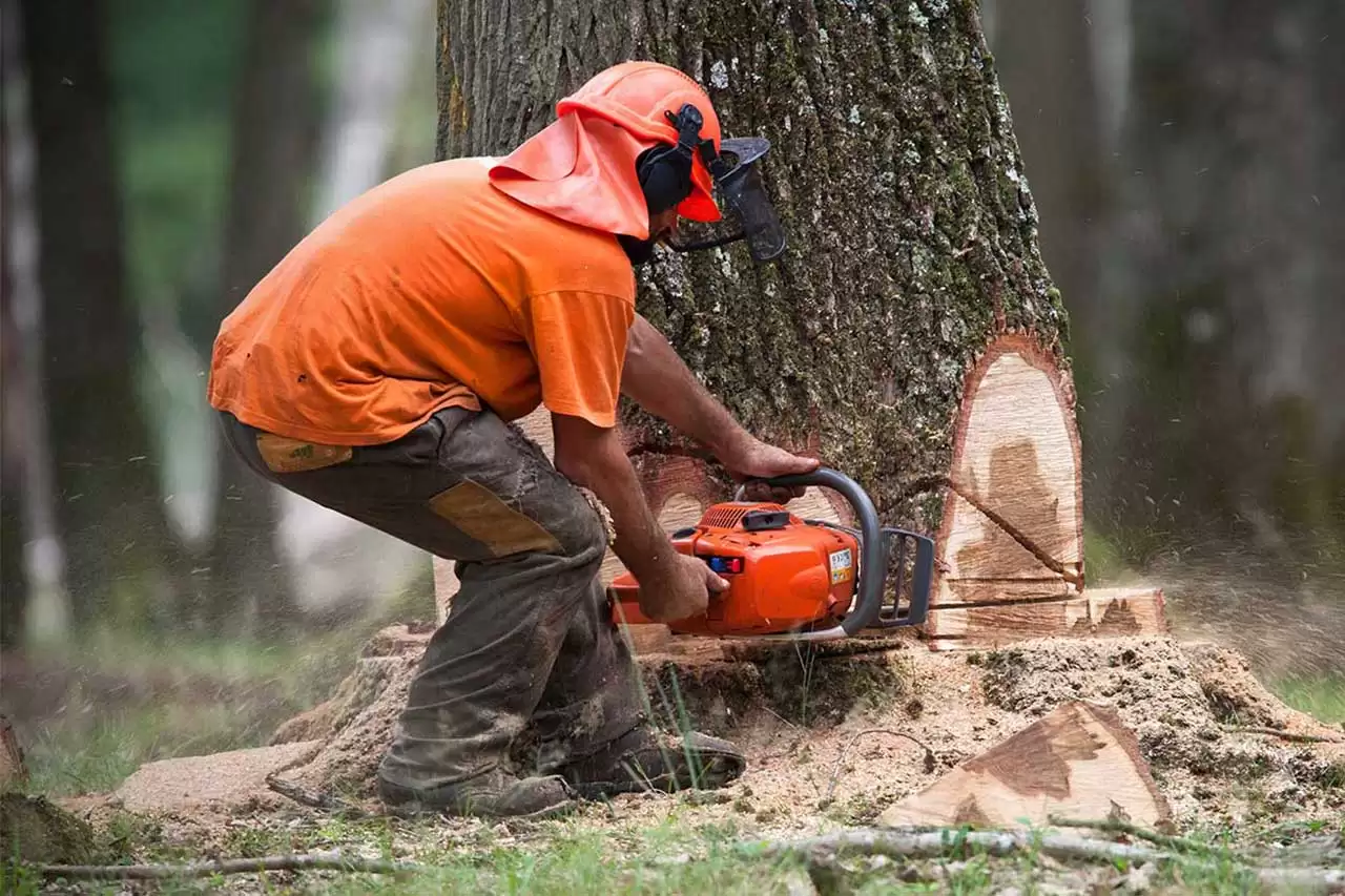 How Does a Stump Grinder Work? – Detailed Guide