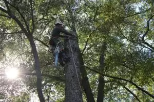 How to Trim Tall Trees