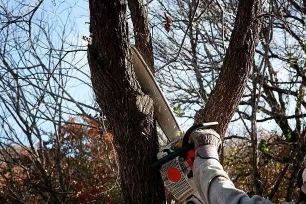 Best Time To Trim Maple trees