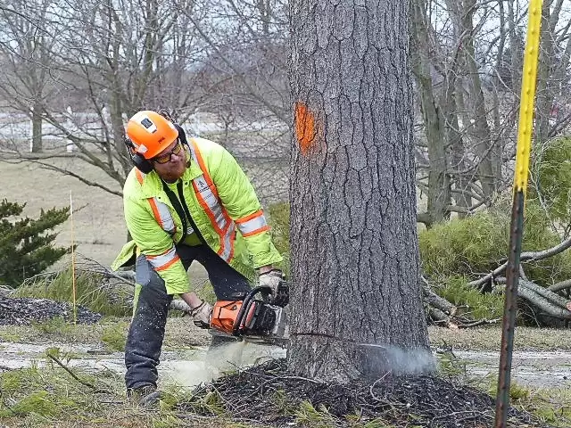 Can You Kill an Oak Tree by Trimming It