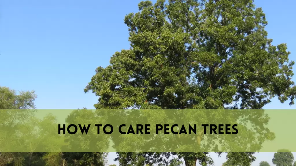 How to Care Pecan Trees