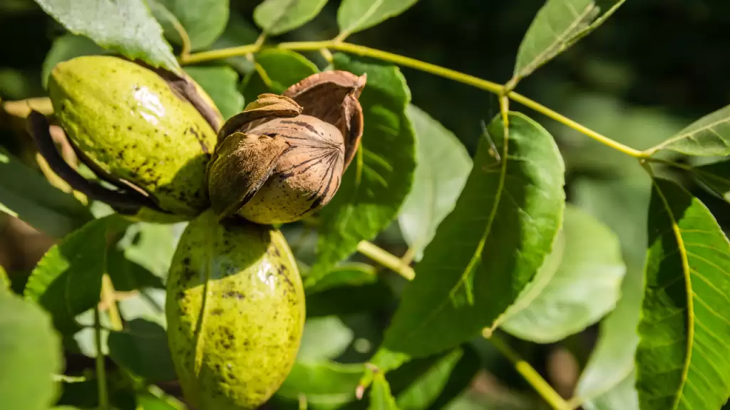 How to Care Pecan Trees