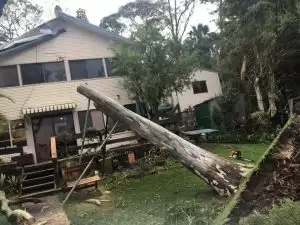 How to Deal with A Dead Tree at Home