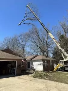 Install Christmas Lights on An Outdoor Tree
