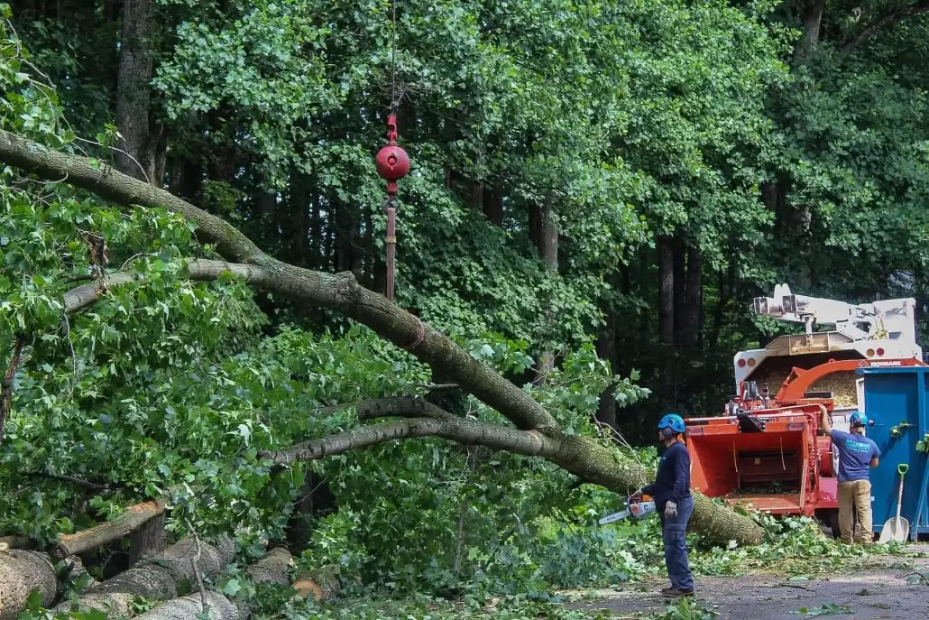 prevent storm damage to trees