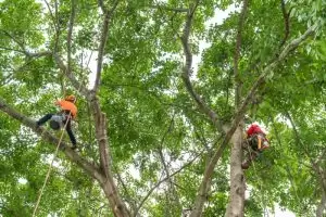 When to Trim Oak Trees in Texas