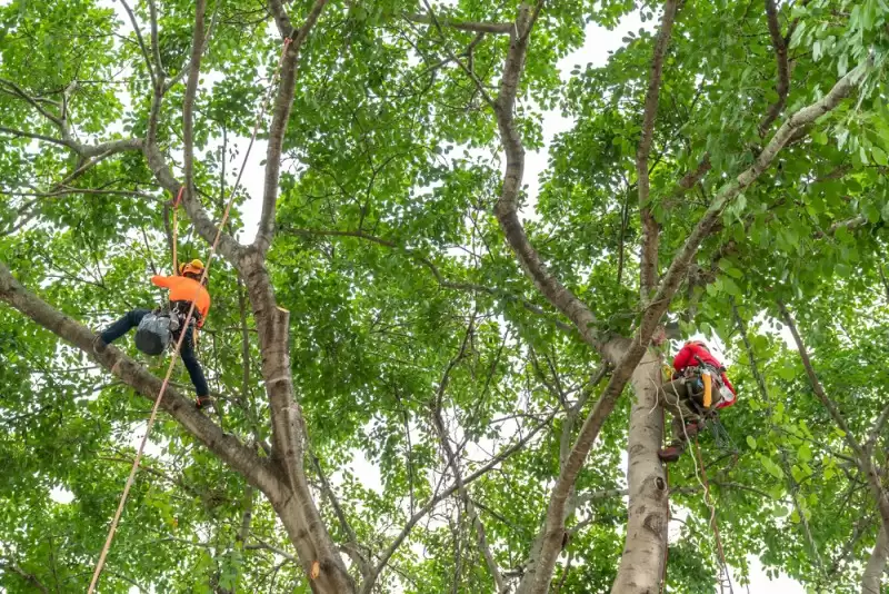 When to Trim Oak Trees in Texas