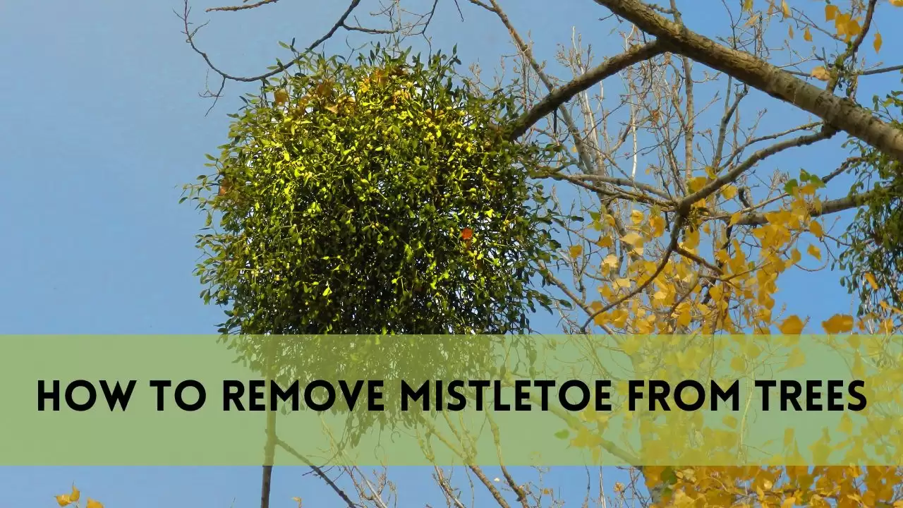 remove mistletoe from trees