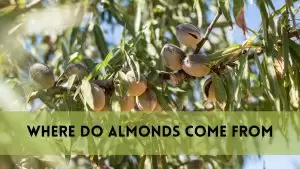Where Do Almonds Come From