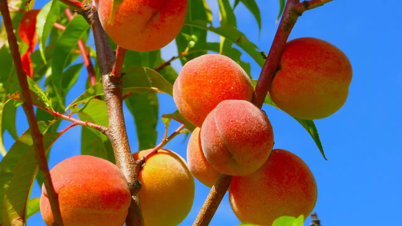 How Do You Take Care of Peach Trees