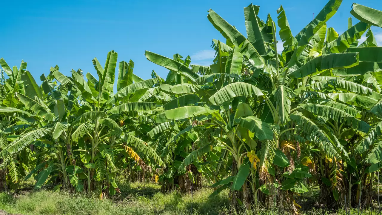 How to Trim a Banana Tree