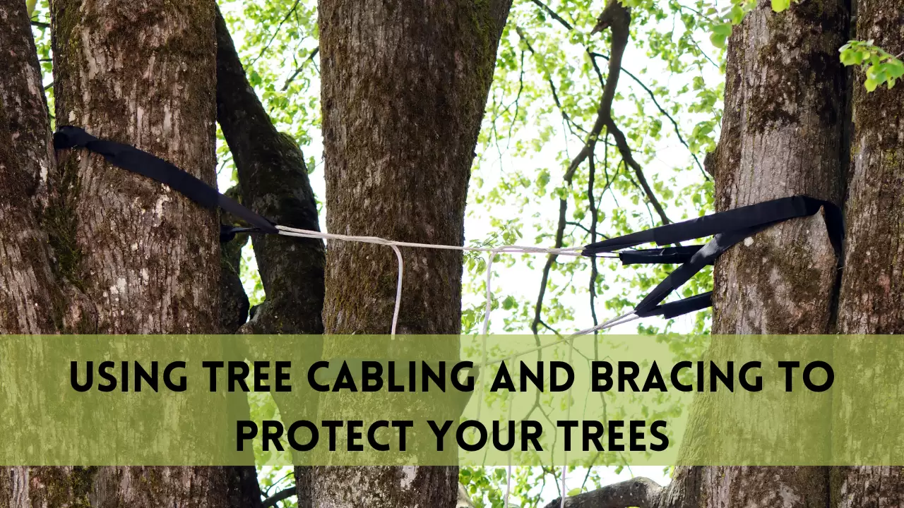 Using Tree Cabling and Bracing to Protect Your Trees