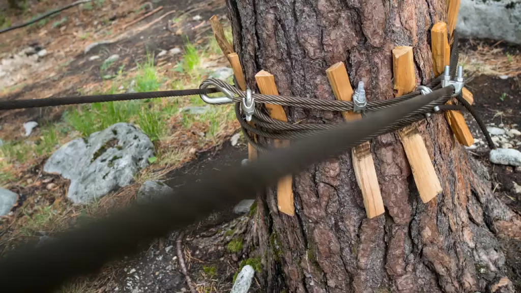 Using Tree Cabling and Bracing to Protect Your Trees