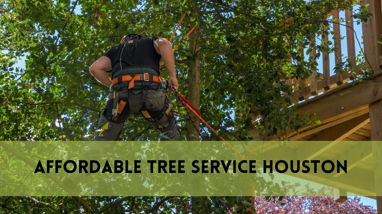 AFFORDABLE TREE SERVICE IN HOUSTON