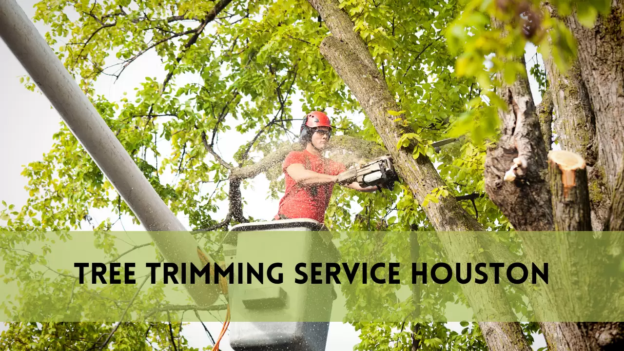 tree trimming service houston