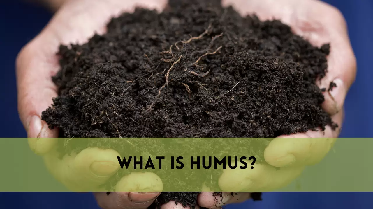 humus