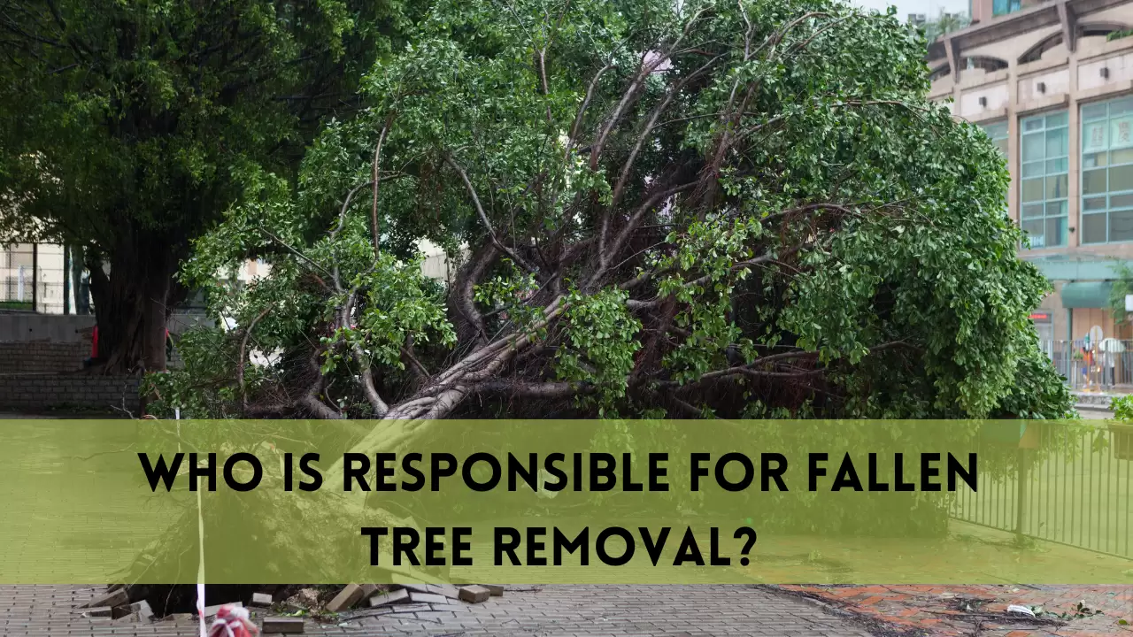 Who is Responsible For Fallen Tree Removal? 