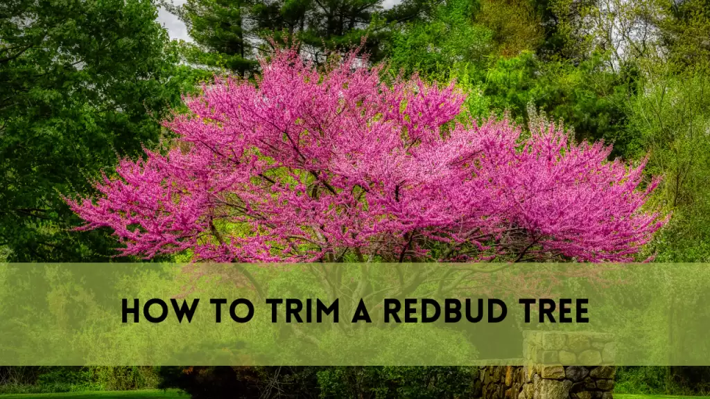 How To Trim a Redbud Tree