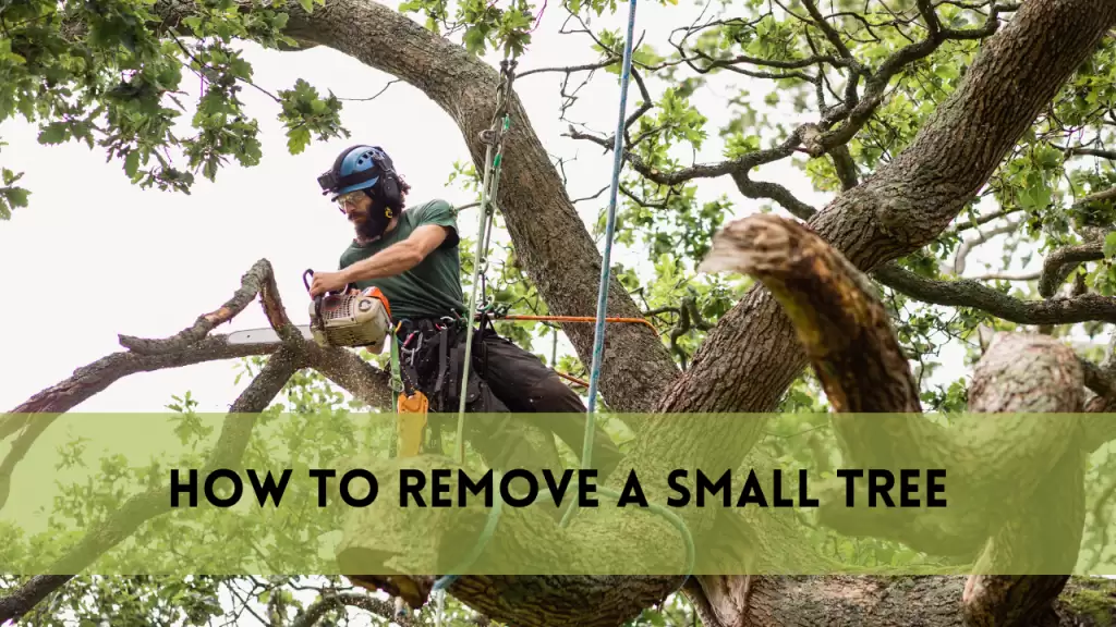 How to Remove a Small Tree