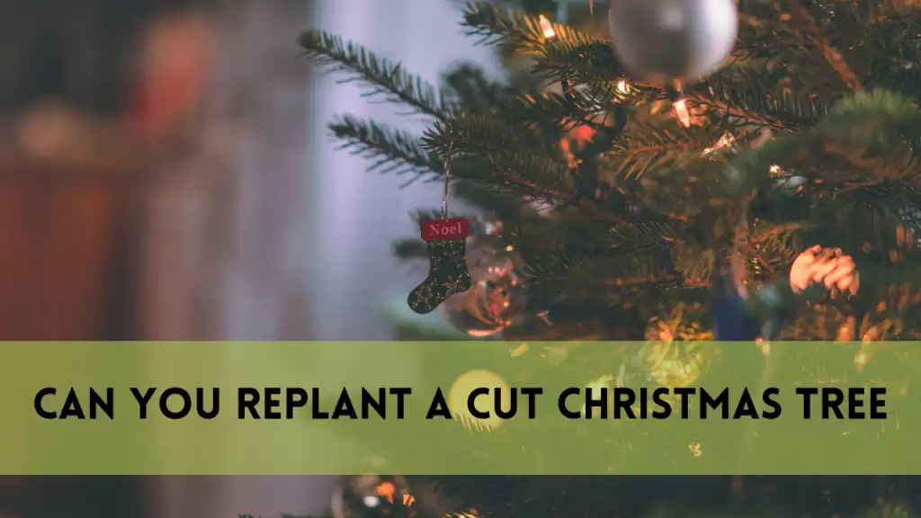 Can You Replant a Cut Christmas Tree