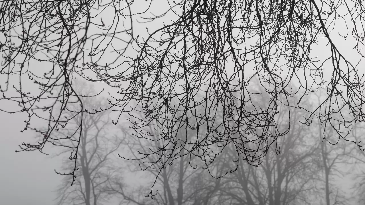 Cutting Overhanging Tree Branches