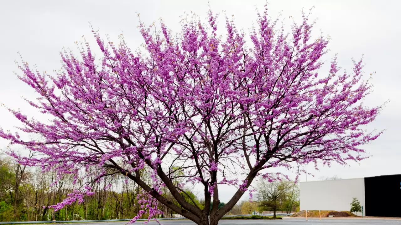 How To Trim a Redbud Tree