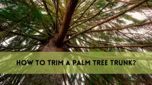 How to trim a palm tree trunk