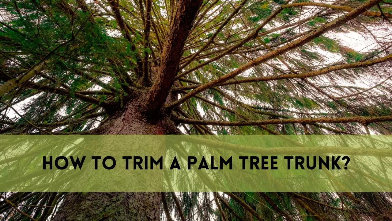 How to Trim a Palm Tree Trunk | Ultimate Useful Guide