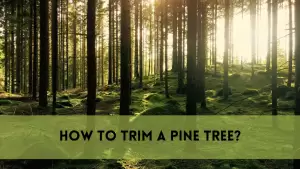 How to trim a pine tree