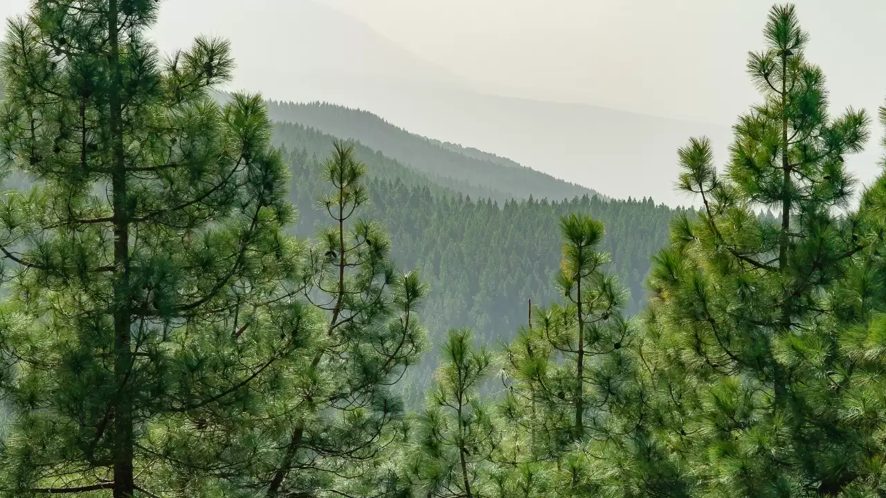 How to trim a pine tree