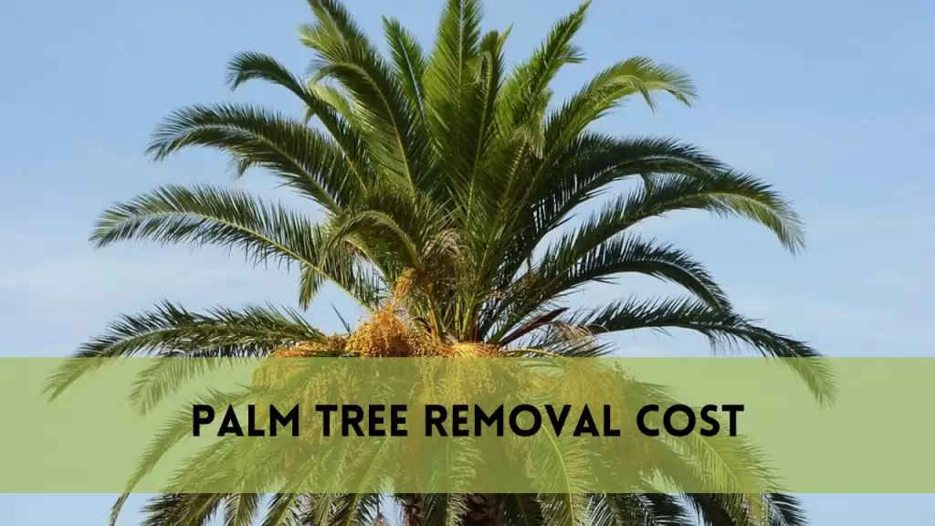 Palm tree removal cost