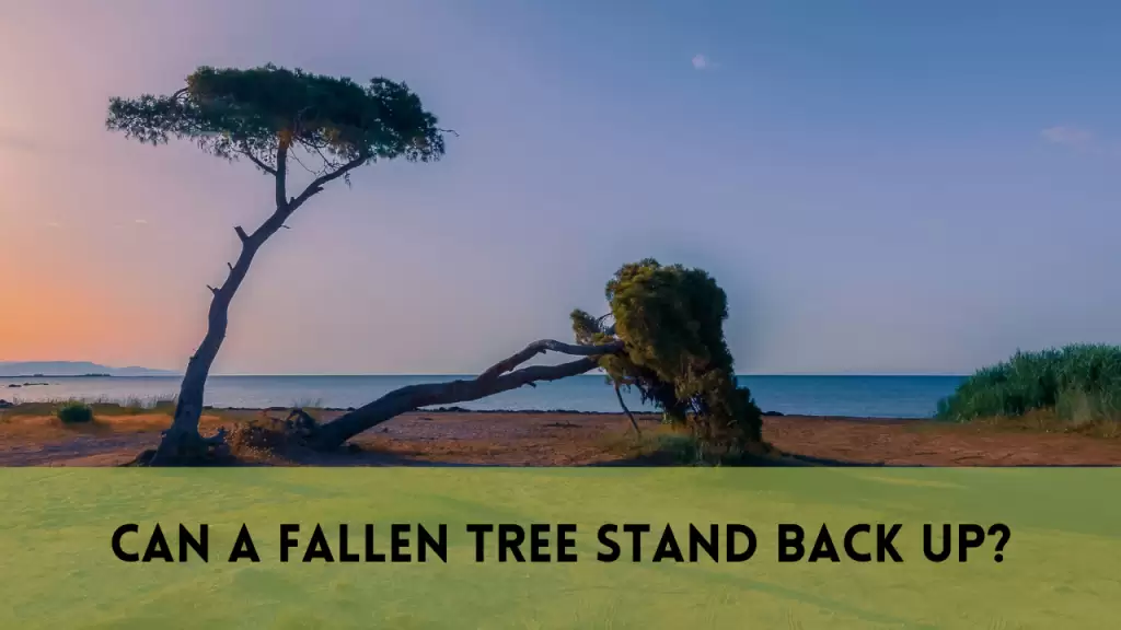 Can a fallen tree stand back up?