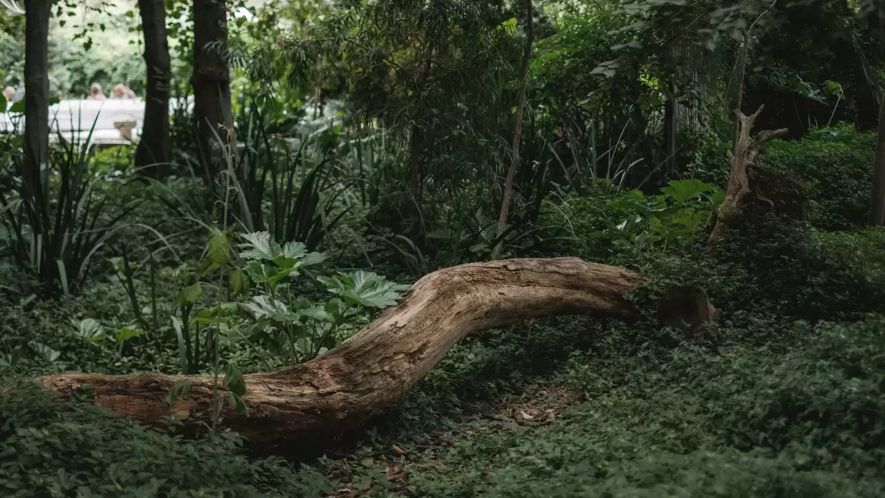 Can a fallen tree stand back up?