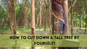 how to cut down a tall tree by yourself?