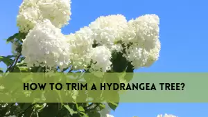 trim a Hydrangea tree