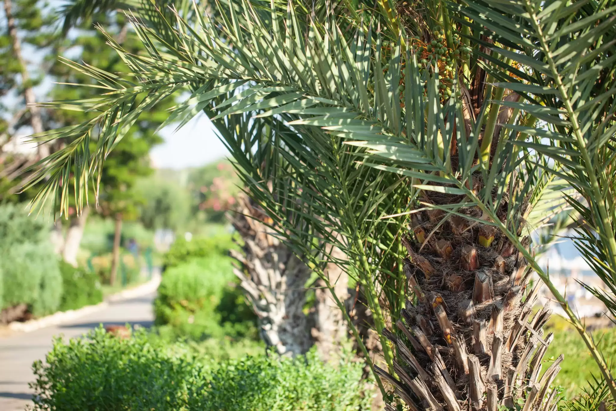 palm tree trunk