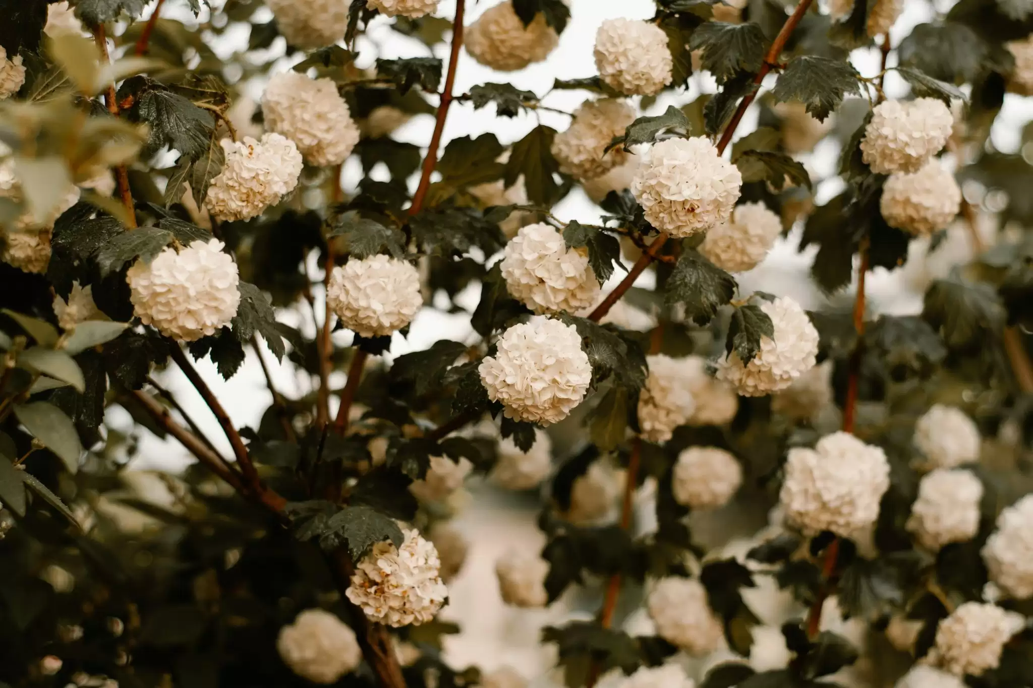 trim a Hydrangea tree